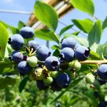 いちご狩り、予約のこと、来期のこと。