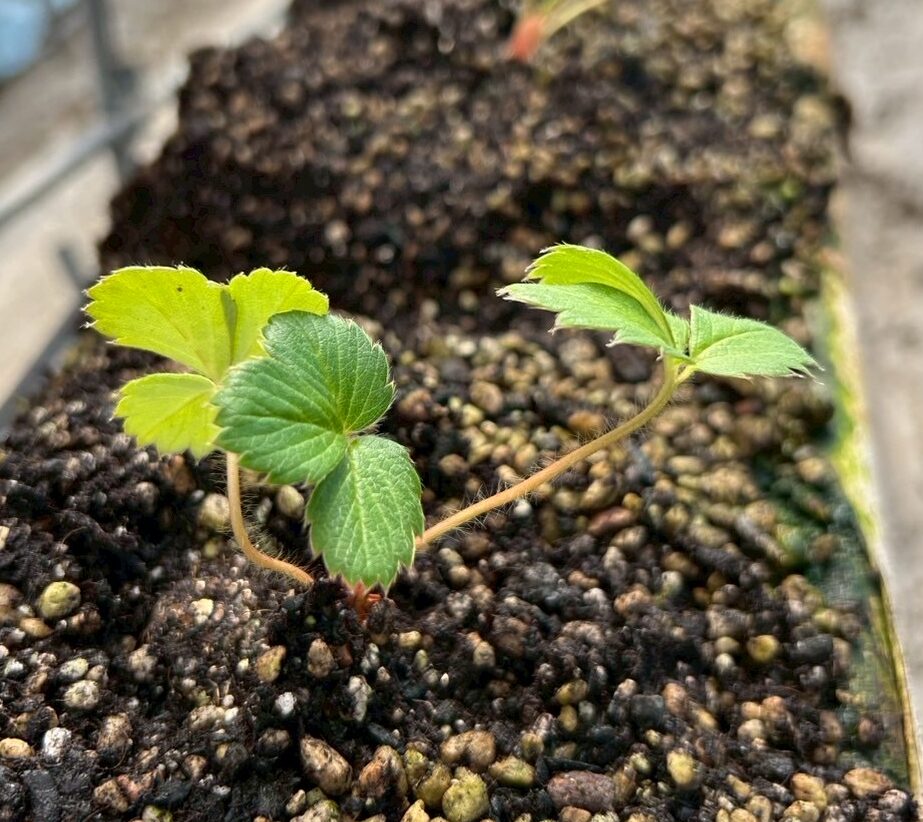 いちご狩りが始まるまで【定植作業】
