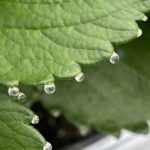 いちご狩り２０２５ー２０２６シーズン【予告】