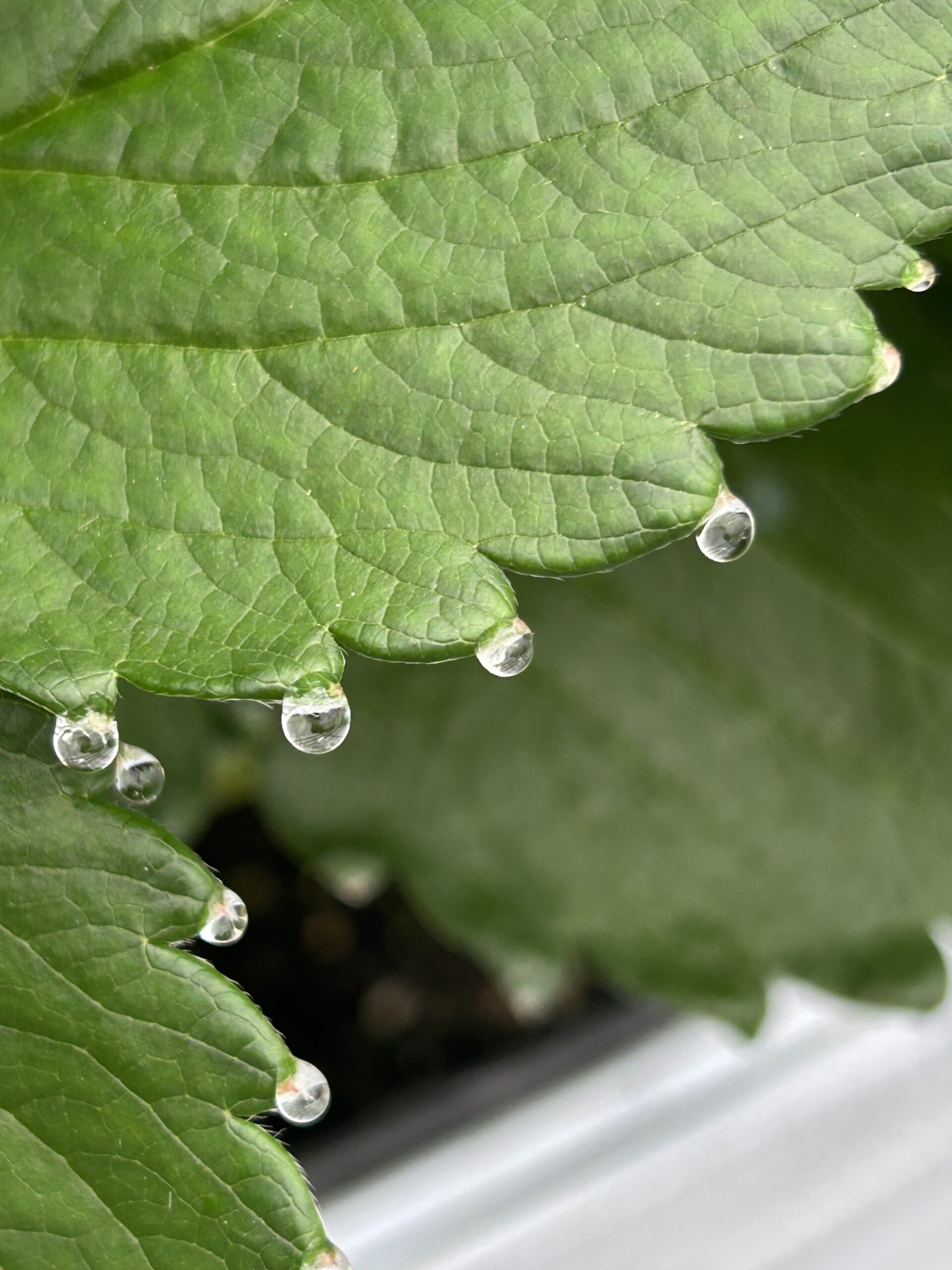 いちご狩り２０２５ー２０２６シーズン【予告】