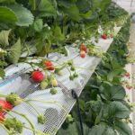 いちご狩りプレオープン情報！