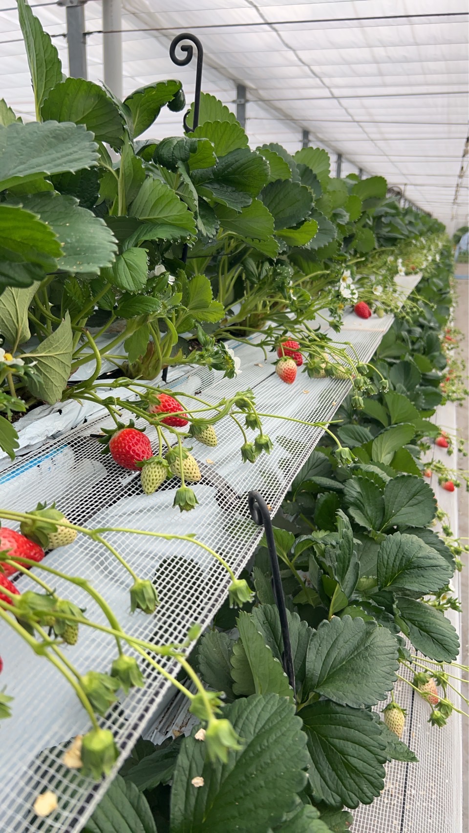 いちご狩りプレオープン情報!