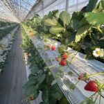 いちご狩りプレオープン報告♪