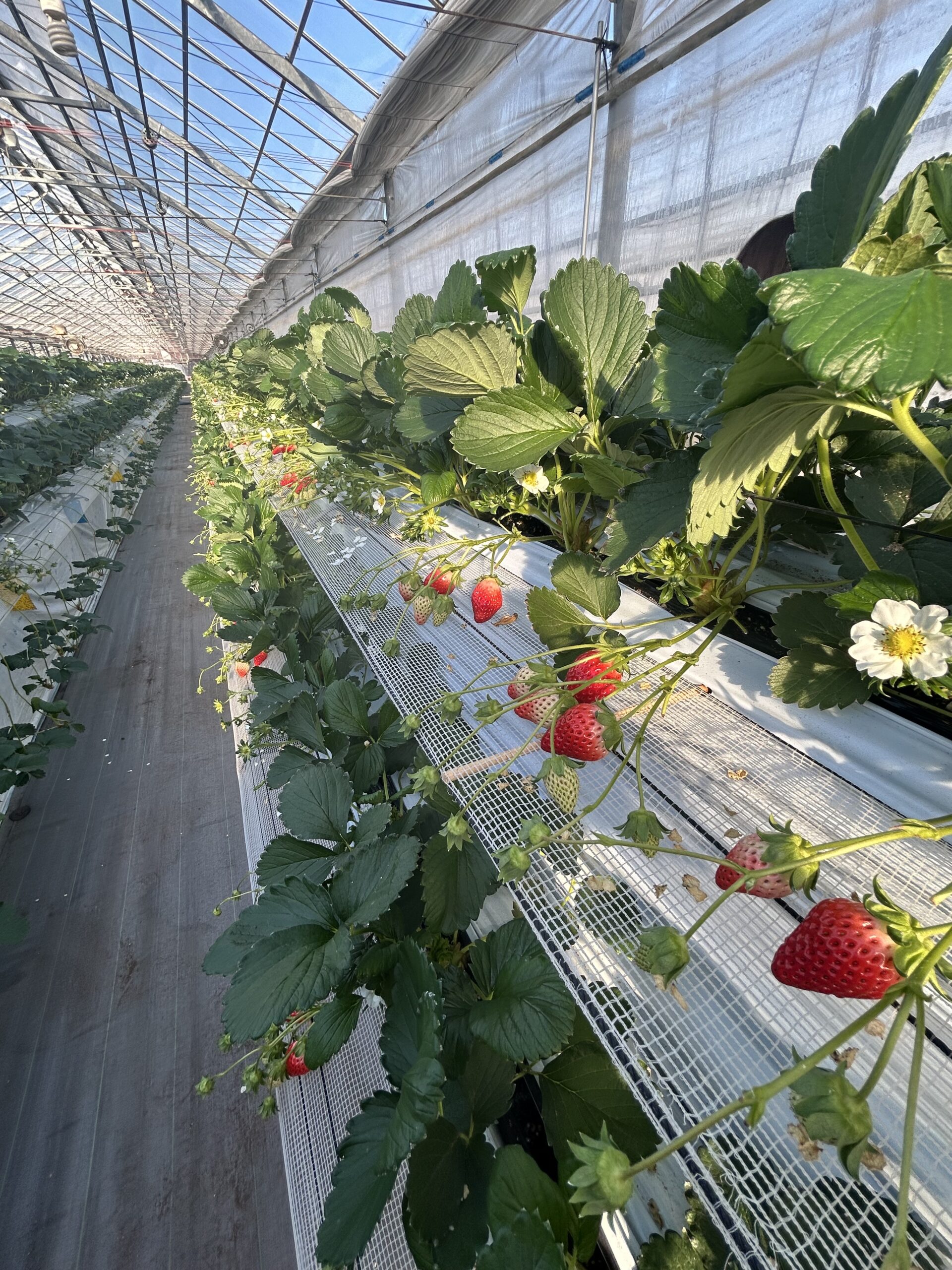 いちご狩りプレオープン報告♪