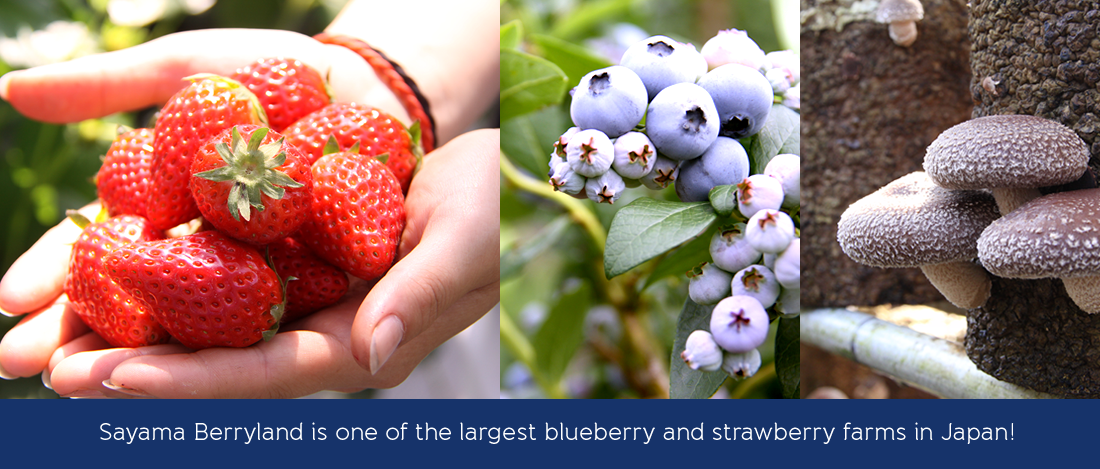 Sayama Berryland is one of the largest blueberry and strawberry farms in Japan!