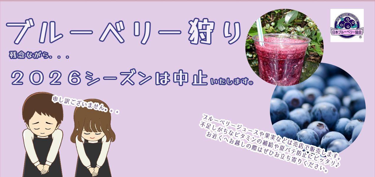 ブルーベリー狩り