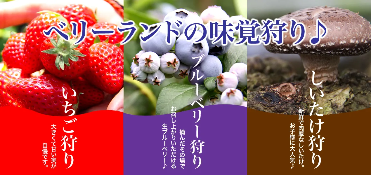 狭山ベリーランドの味覚狩り