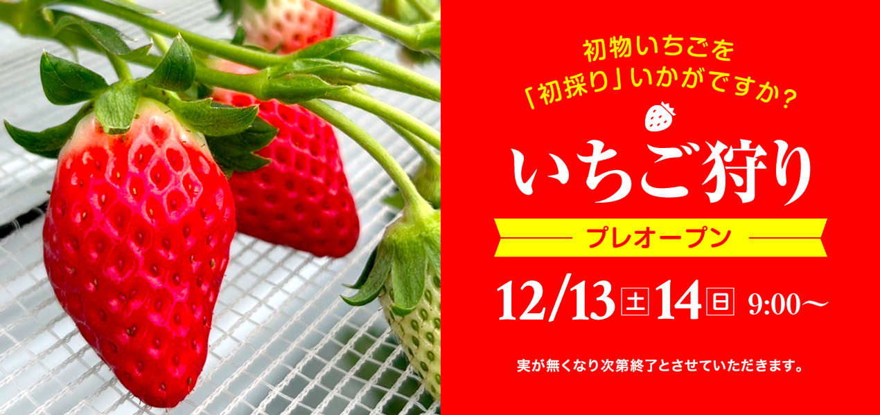いちご狩りプレオープン2025
