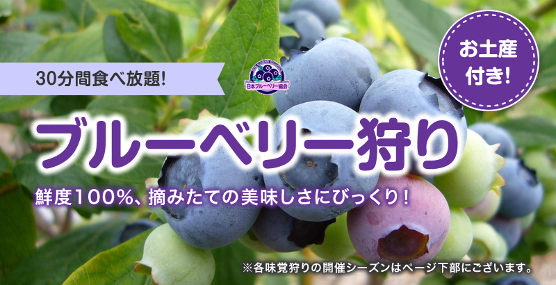 ブルーベリー狩り