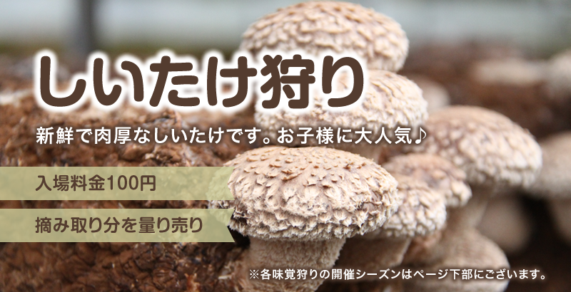 しいたけ狩り
